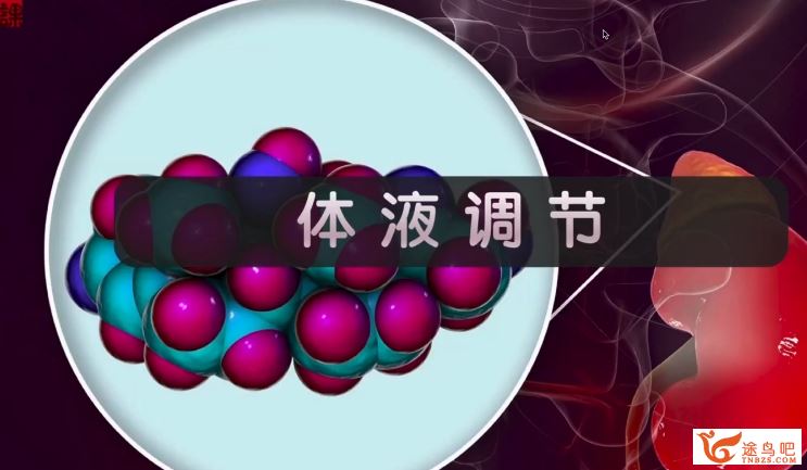 张鹏2024年高考生物全程班一轮秋季班 张鹏高考生物网课怎么样