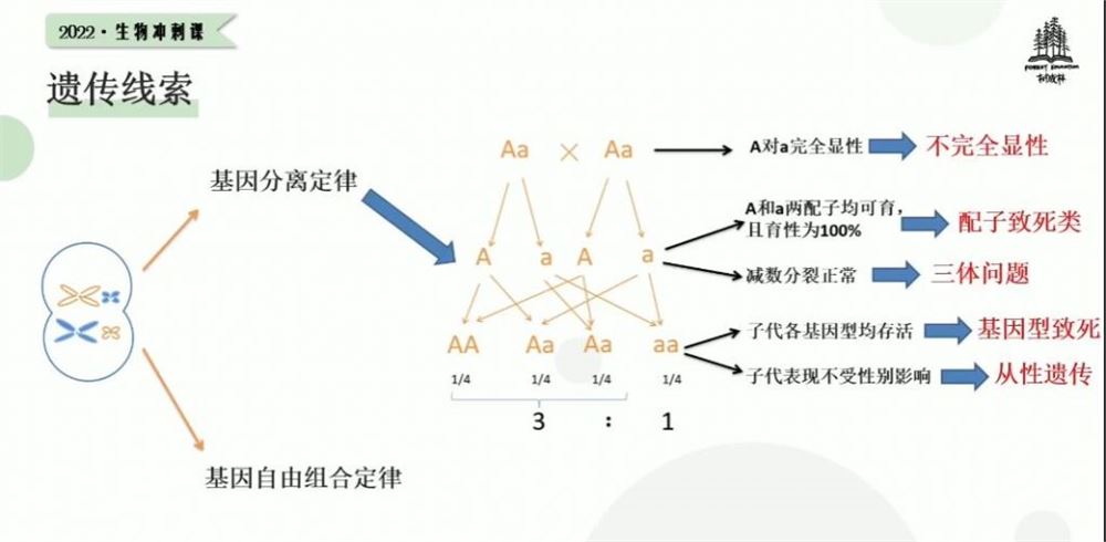 树成林2022高考生物冲刺班 30讲完结带课件 百度网盘分享