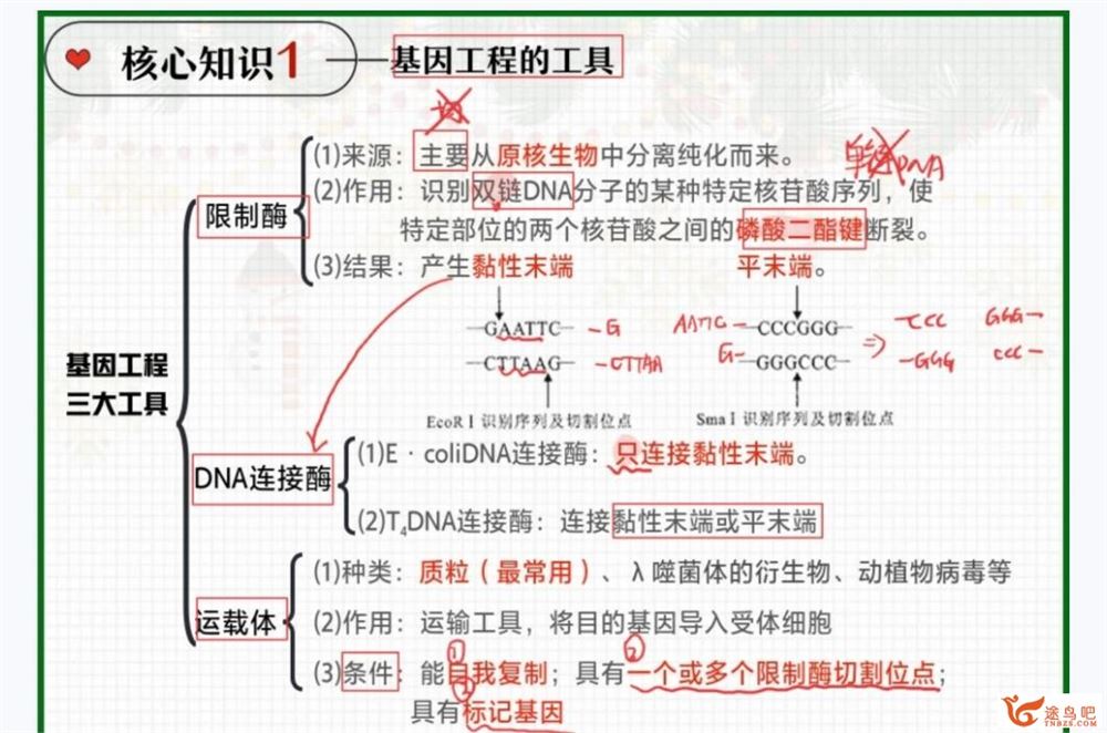 杨雪2023年高考生物A+二轮复习寒春联报 寒假班 百度网盘分享