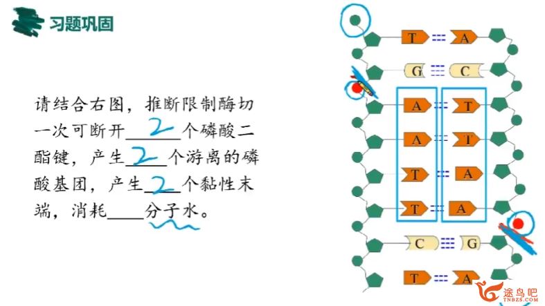 段瑞莹2024年高考生物一轮复习秋季班百度网盘 段瑞莹生物怎么样