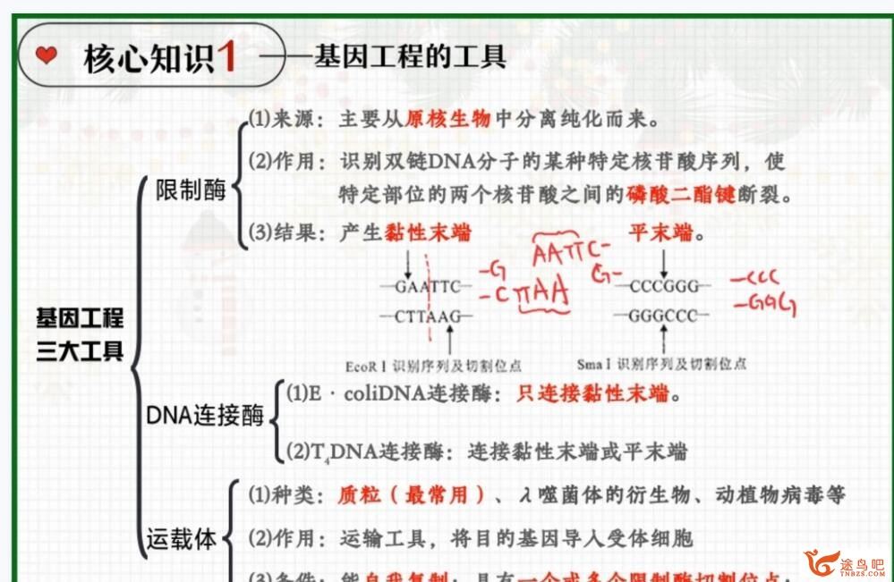 邓康尧2023年高考生物A班二轮复习寒春联报 寒假班完结 百度网盘分享