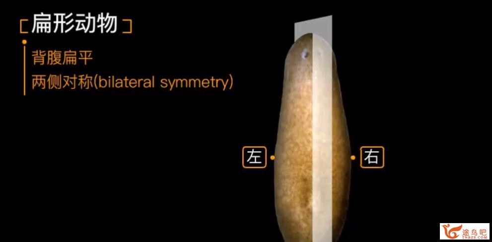 乐乐课堂初中生物 七八年级全+生物大百科191集 百度网盘下载