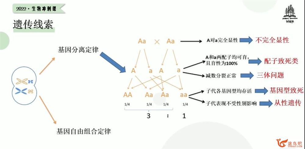 树成林2022高考生物冲刺班 30讲完结带课件 百度网盘分享