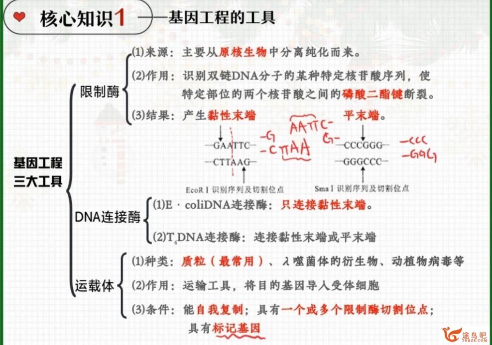 邓康尧2023年高考生物A+二轮复习寒春联报寒假班更新完毕 春季班 百度网盘分享