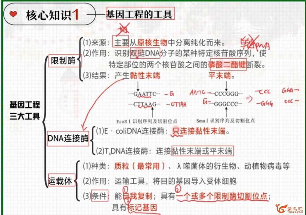 杨雪2023年高考生物A+二轮复习寒春联报 春季班 百度网盘分享