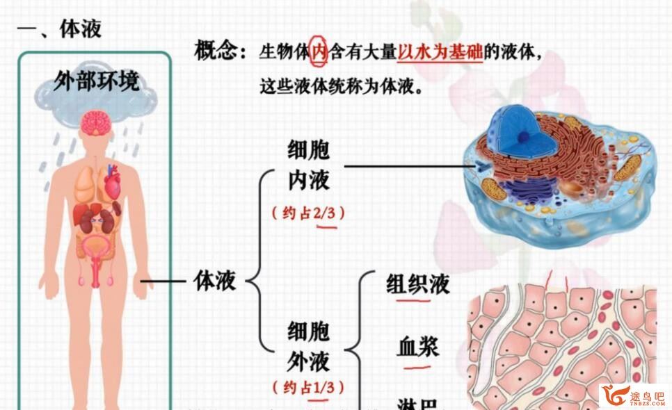 张元振 2022秋 高二生物秋季A+班 百度网盘分享