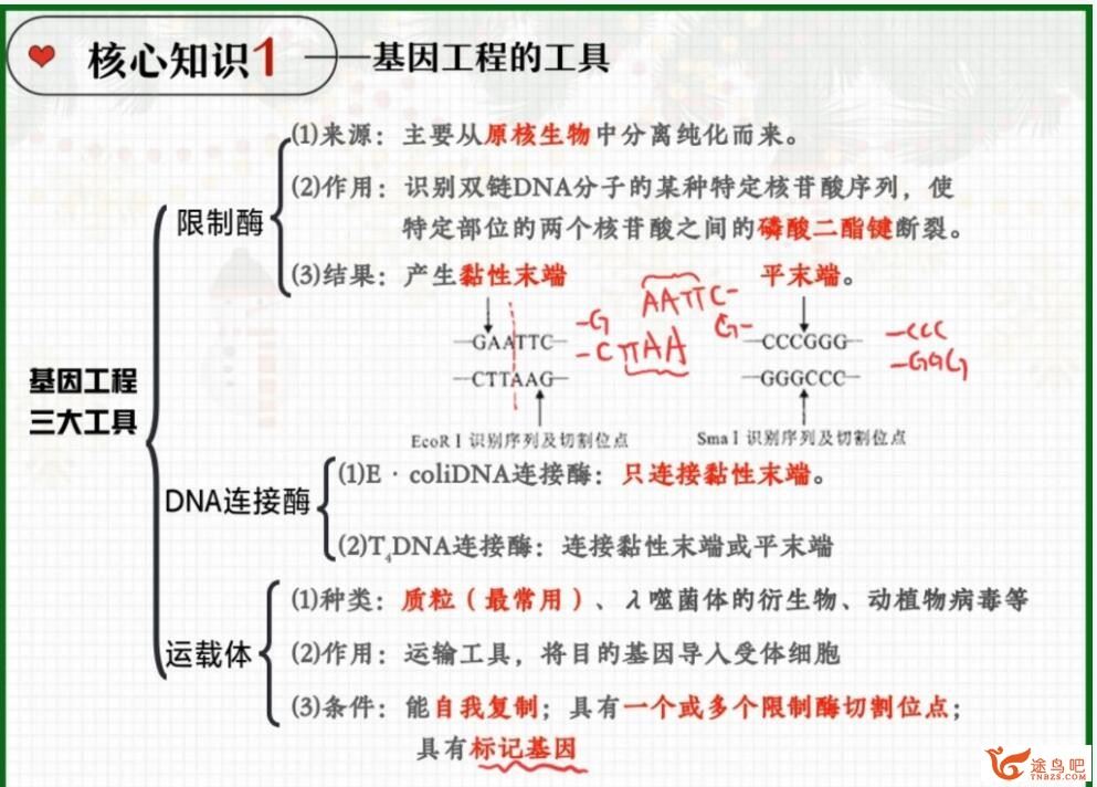 邓康尧2023年高考生物A+二轮复习寒春联报 春季班 百度网盘分享