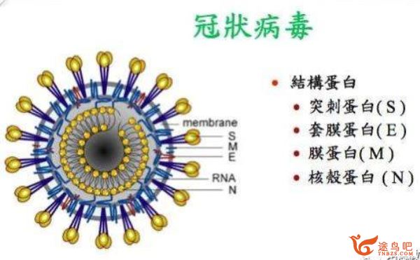 2020高考必考 新型冠状病毒高中生物知识点汇总及练习word资源合集百度云下载